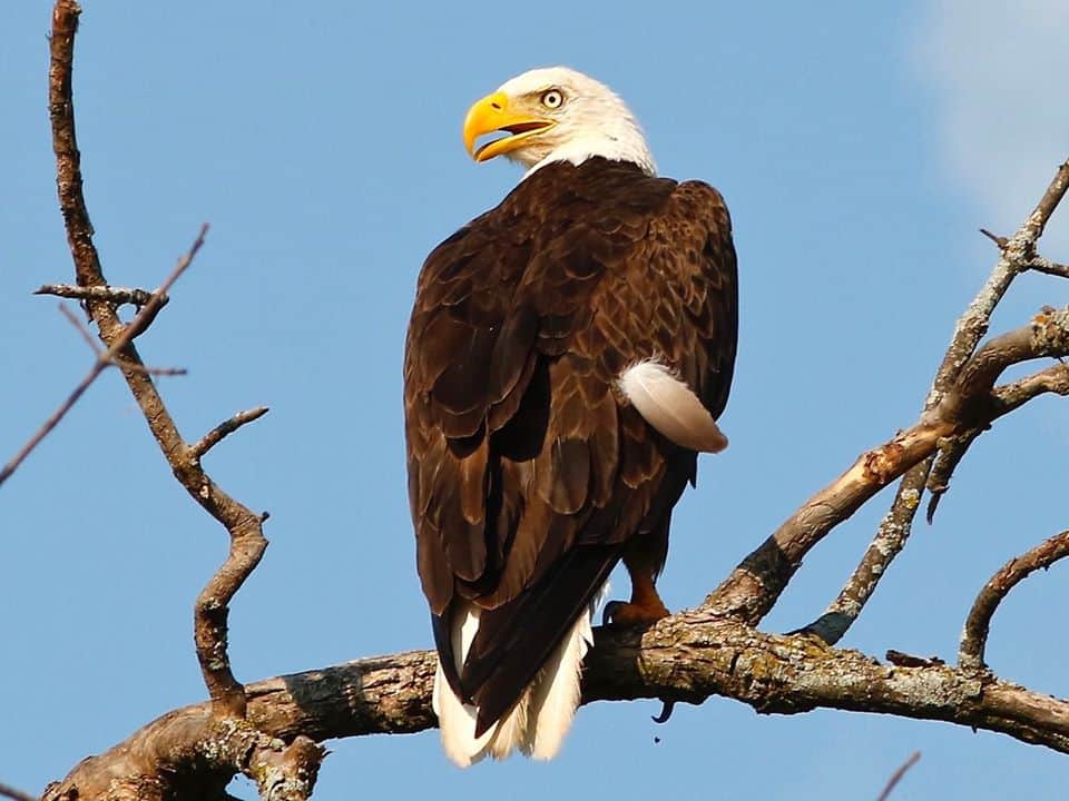 Eagle Eagle - Fun 'N The Sun Houseboats