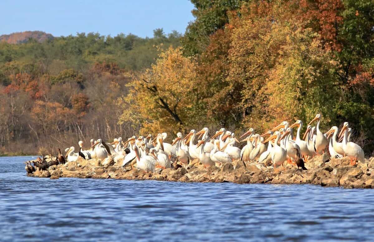 Pelicans Pelicans - Fun 'N The Sun Houseboats
